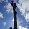 Aerial Arborists