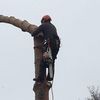 S H Tree Services