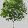 Sky High Tree Services & Ground Maintenance