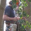 Mitchell Tree Surgery
