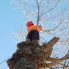 Premier Tree Services
