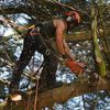 Clarke Cunningham Tree Maintenance