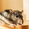 BPM Pest Control