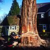 Woodstock Tree Services