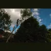 D Rimmer Tree Services