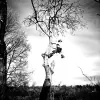 EJM Tree Services
