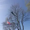 Ben Lewis Tree Services