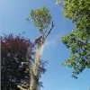 Colin Chadwick Tree Specialist