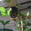 Common Electrics