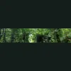 J A Stewart Tree Surgery & Woodland Management