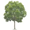 Waveney Tree Specialists