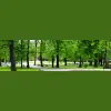 Dryad Tree Specialists