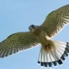 Kestrel Builders