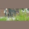 Garden Inspiration