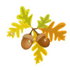Acorn Removals