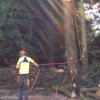 Acorn Tree Services