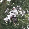 Hardy Tree Surgeons