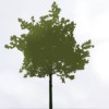 TreeFellas Scotland