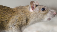 Mice Pest Control