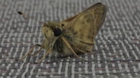 Moths Control