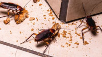 Cockroach Pest Control