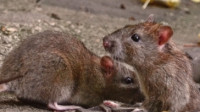 Rats Control