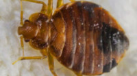 Bedbugs Control