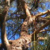 Broadacre Tree Service