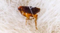 Fleas Control