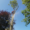 Colin Chadwick Tree Specialist