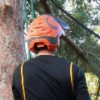 Beechfield Tree Services