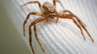 Spiders Control