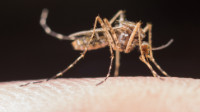 Flies & Flying Control