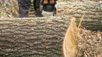 Tree Stump Removal