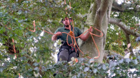 Tree Crown Reduction