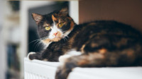 Central Heating Treatments