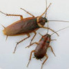 T H S Pest Control Leeds