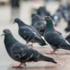 HuntCatchKill Pest Control Solutions